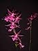 Degarmoara Hani Star of Unicorn AM/AOS orchid
