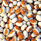 Paint Dry Bush Bean - 25 lb. Paint Dry Bush Bean - 25 lb.