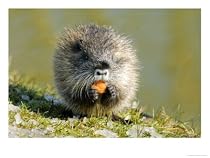 Coypu or Nutria, Eating on Riverbank, France Photographic Poster Print by Gerard Soury, 16x12