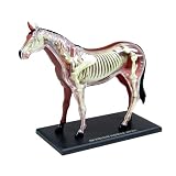 スカイネット 立体パズル 4D VISION 動物解剖 No.04 馬解剖モデル