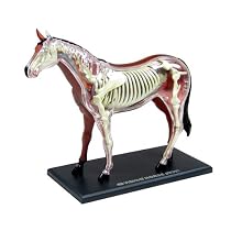 スカイネット 立体パズル 4D VISION 動物解剖 No.04 馬解剖モデル