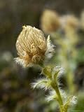 Wildflower Blooming, Kongakut River Valley, Arctic National Wildlife Refuge, Alaska, USA Photographic Poster Print by Dennis Kirkland, 24x32