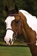 Henri de Rivel Oakbark Braided Bridle w/Laced Reins