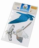 Bird Alert Window Stickers