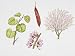 Judas Tree (Cercis Siliquastrum) Plant with Flower, Leaf and Fruit, Illustration Photographic Poster Print, 18x24
