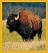 Bison Bookmark Image