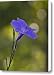 Mexican Petunia Canvas Print / Canvas Art - Artist Steven Richardson