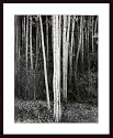 Aspens, Art Poster by Ansel Adams, with Wood Frame, poster size: 24" x 36"
