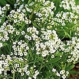 Carpet of Snow Alyssum - 200 Seeds, 2 g - White