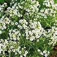 Organic White Sweet Alyssum - 150 Seeds - Lobularia