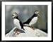 Atlantic Puffins with Fish, Machais Sea Island, ME Framed Art Poster Print by David White, 39x31