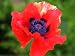50 Poppy Seeds. Great Red Poppies. Papaver. One Stop Poppy Shoppe® Brand.