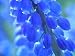 Blue Pearl Hyacinth - 24