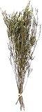 SuperMoss (27624) Dried Flowers - Erica, Basil, 3.5oz