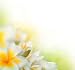 Frangipani Spa Flowers Border.plumeria - 36