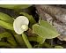 Photographic Prints of Bog arum from Ardea Wildlife Pets