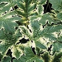 Flowering Plants - Acanthus mollis Tasmanian Angel