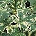 Flowering Plants - Acanthus mollis Tasmanian Angel