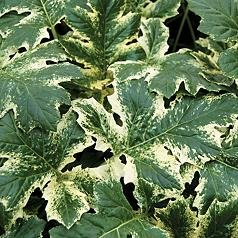 Flowering Plants - Acanthus mollis Tasmanian Angel