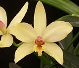 Blc Waikiki Gold 