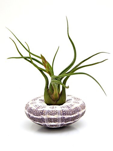 Bliss Gardens Air Plant Large Alfonso Sea Urchin with Caput Medusae Tillandsia Bliss Gardens Air Plant Large Alfonso Sea Urchin with Caput Medusae Tillandsia
