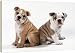 DOG - Bulldog puppies, sitting back to back - 20 Inch Canvas Print (51 cm) by Ardea