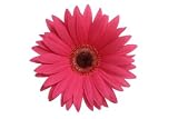 Gerbera Daisy, Pink, Wholesale, 100 Flowers