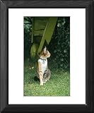 Framed Prints of Domestic Cat - with flea collar, name tag and bell from Ardea Wildlife Pets