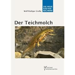 Der Teichmolch - Lissotriton vulgaris