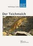 Der Teichmolch - Lissotriton vulgaris