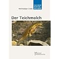 Der Teichmolch - Lissotriton vulgaris
