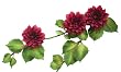 Club Pack of 24 Burgundy Artificial Dahlia Polysilk Flower Garlands 6'