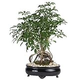 Live 8" Schefflera Palm Bonsai Tree