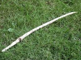 Large Oak Wand 14-16"