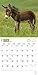 Donkeys 2016 Calendar