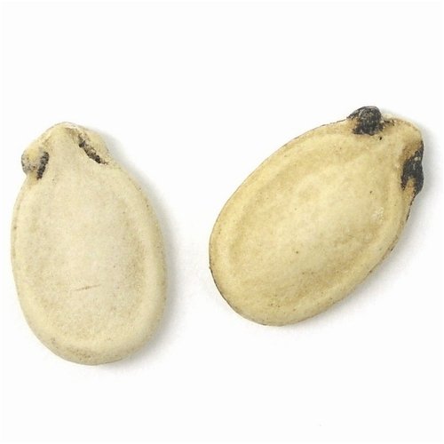 Watermelon Seeds Roasted by Oh! Nuts
