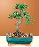 Chinese Elm Bonsai