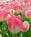 Dreamland Tulip Seed Pack