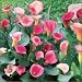 10 Calla Lily Rubylite Pink Ice bulb