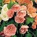 Abutilon Seeds: Bella Mixed