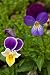 Just Seed British Wild Flower - Wild Pansy - Viola tricolour - 3g Seed