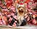 NEW! Yorkshire Terrier Mousepad Barbara Augello Collection
