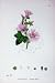 Botany Plants C1902 Common Mallow Malva Sylvestris