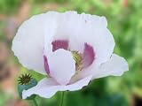 250 Papaver Somniferum Giganteum Poppy Seeds.One Stop Poppy Shoppe® Brand.