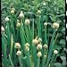 Welsh Onion - Allium fistulosum - perennial - 150 seeds
