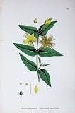 BOTANY PLANTS c1902 STINKING ST JOHN'S WORT HYPERICUM