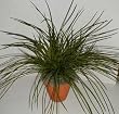 Potted Green Mountain Grass
