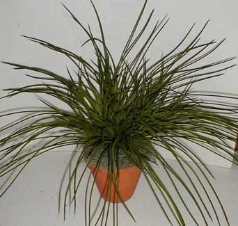 Potted Green Mountain Grass