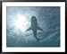 Silvertip Shark, Mozambique Channel, Indian Ocean Framed Art Poster Print by Chris And Monique Fallows, 39x31