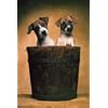 HUGE LAMINATED ENCAPSULATED Bucket Puppies Two Dogs Poster Measures 36 x 24 inches (91.5 x 61 cm )